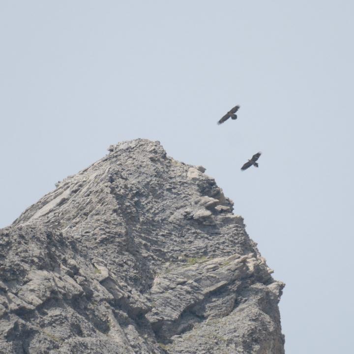 Fredueli (rechts unten) und der wildgeschlüpfte Bartgeier von 2017 fliegen zusammen beim Henglihorn