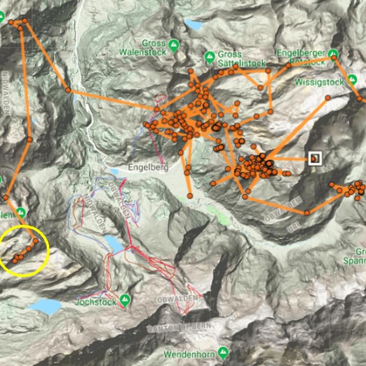 GPS Positionen von Fredueli: der gelbe Kreis zeigt den Henglihang wo Fredueli am Freitag noch war, das weisse Viereck ist die letzte Position von heute 16 Uhr. 