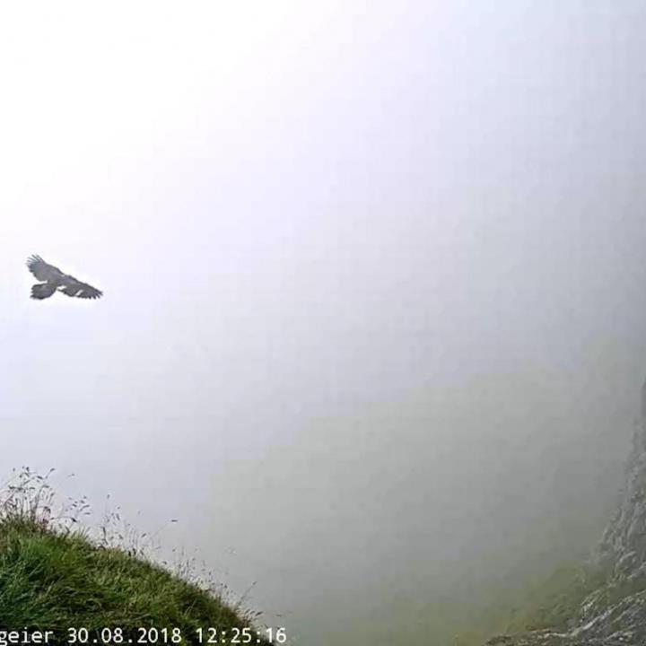 Bartgeier Finja fliegt durch den Nebel