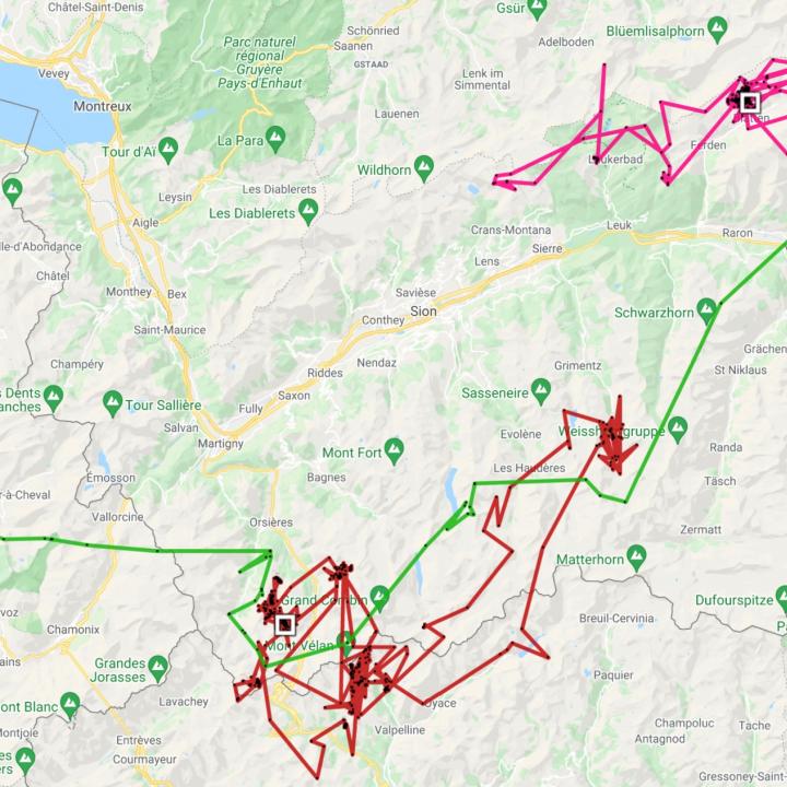 Karte mit den Strecken und Aufenthaltsorten von Finja (pink), Fortunat (blau), Fredueli (grün), Luzerna (pink). 