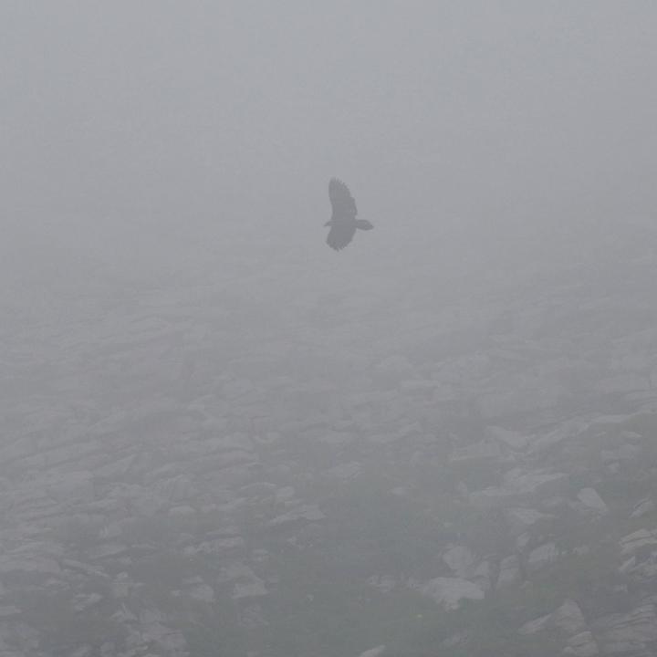 BelArosa fliegt im Nebel im Henglihang
