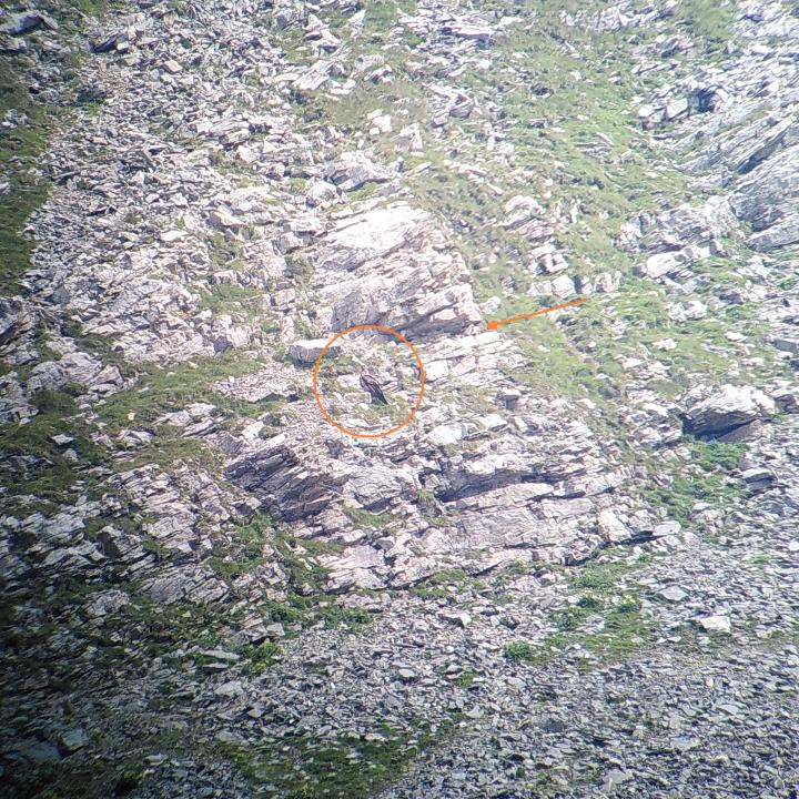 Donna Elvira (mit orangem Kreis markiert) hat in diesen Felsen Futter und Schutz (oranger Pfeil) gefunden