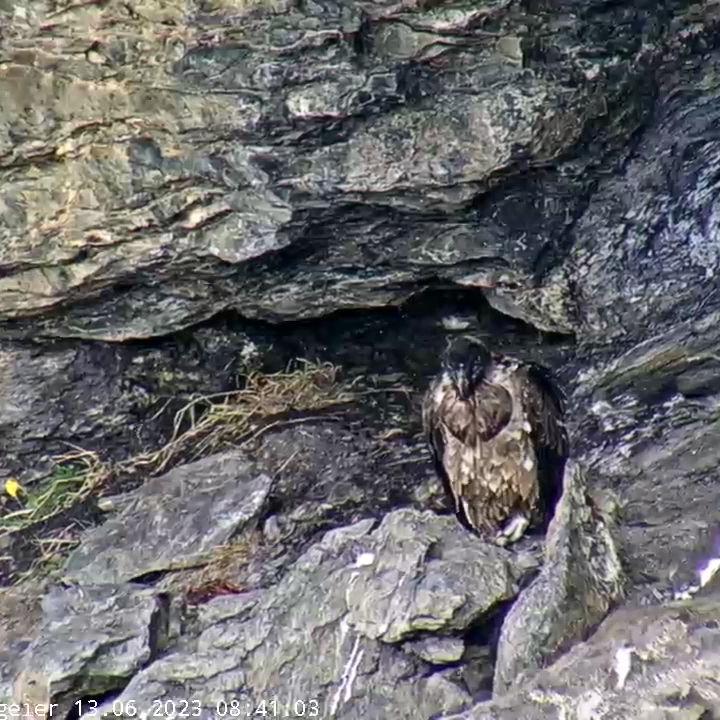 Bartgeier Obwaldera neben ihrem Nest