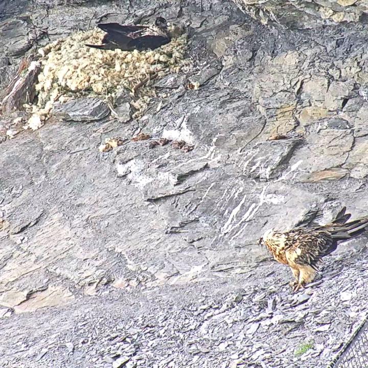 Bartgeier Fredueli landet in der Nische und wird von Obwaldera beobachtet
