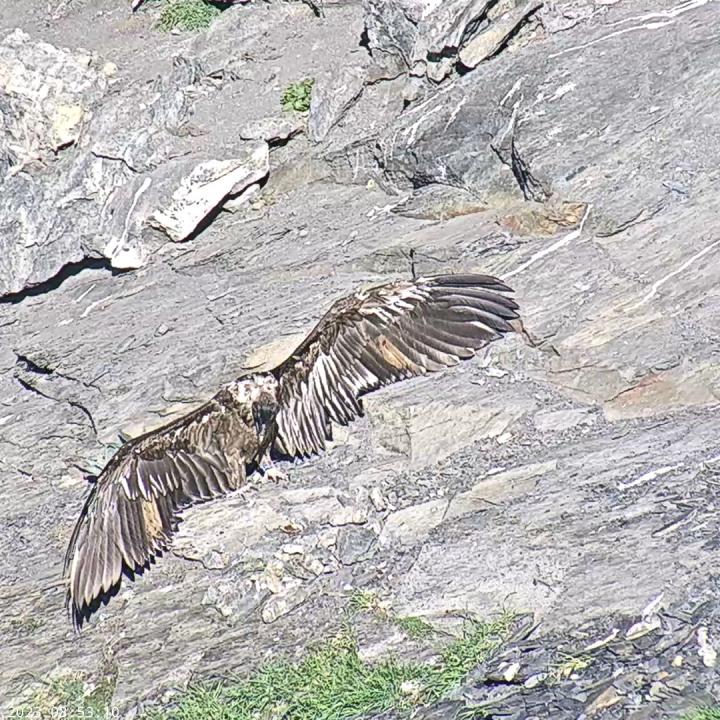 Bartgeier Obwaldera öffnet die Flügel zum Sonnenbaden