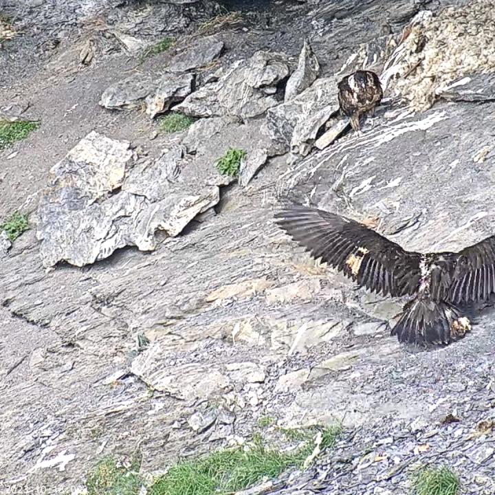 Bartgeier Marco (vorne im Bild) rennt mit gespreizten Flügeln auf Obwaldera zu