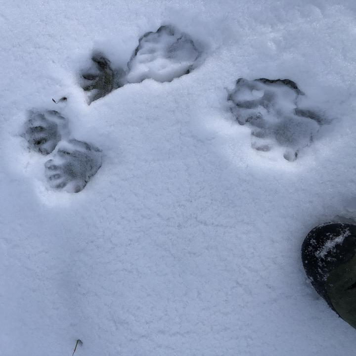 Die vier- und fünfzehigen Abdrücke vom Murmeltier im Schnee