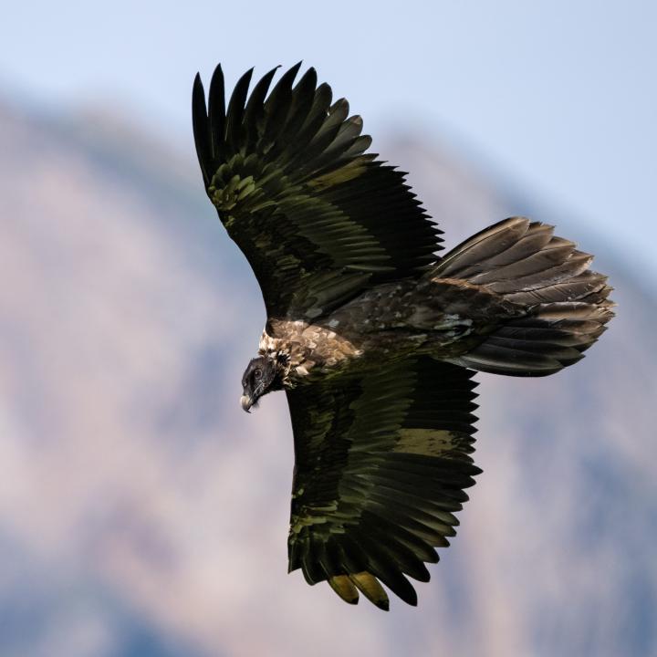 Bartgeier Obwaldera mit individuell gebleichten Federn der Armschwingen