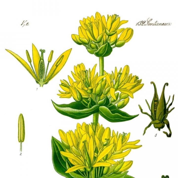 Gelbe Enzian (Gentiana lutea) mit gegenständigen Blättern