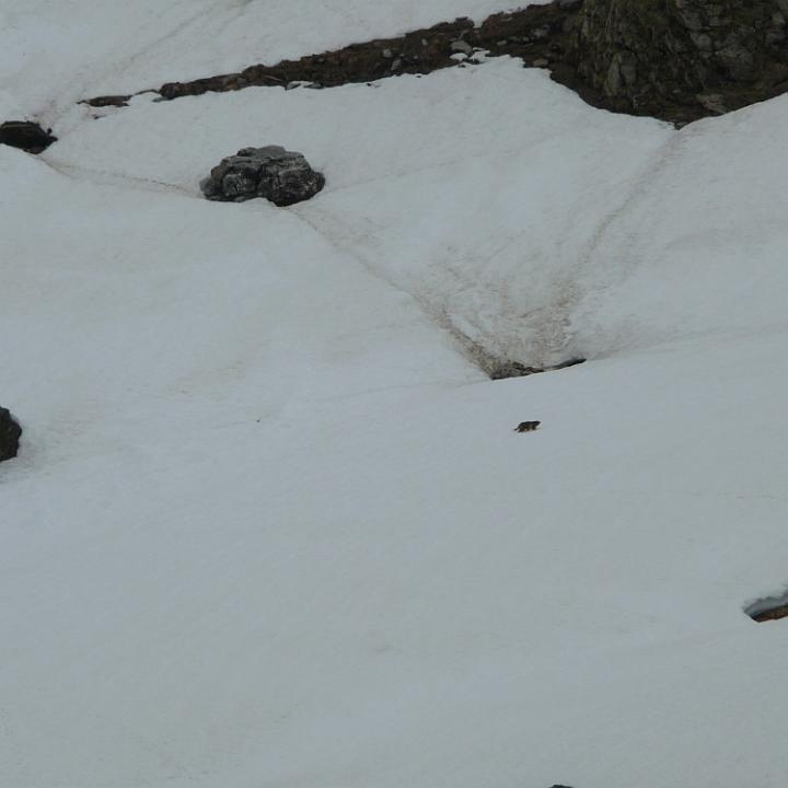     Ein Murmeltier rennt über den Schnee, um zum nächsten sicheren Loch zu gelangen