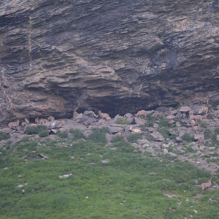 Einige Tiere der grossen Steinbock-Gruppe