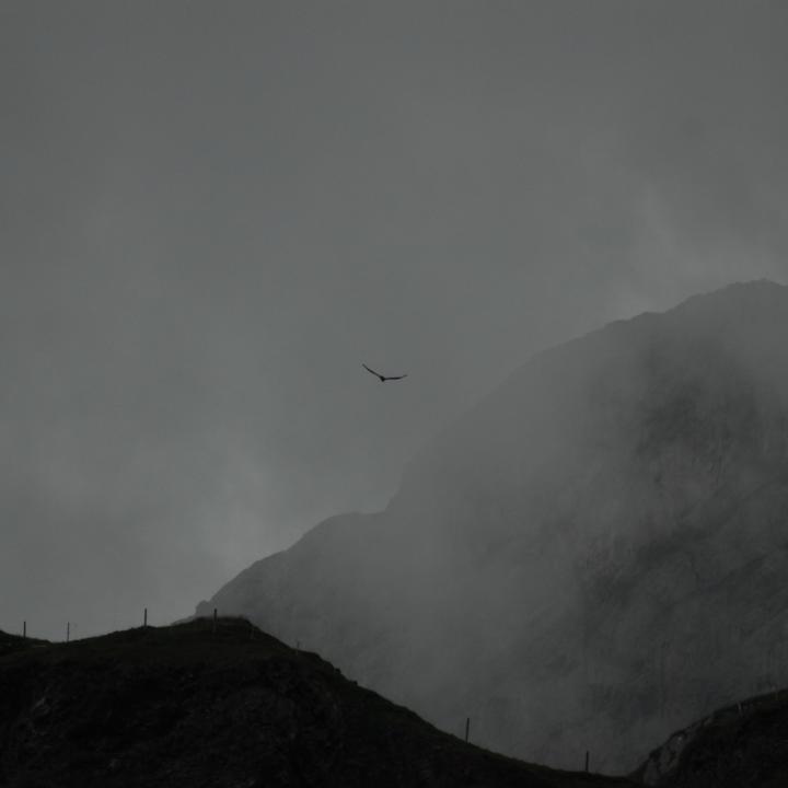 Der Junggeier fliegt ins Nebelmeer davon
