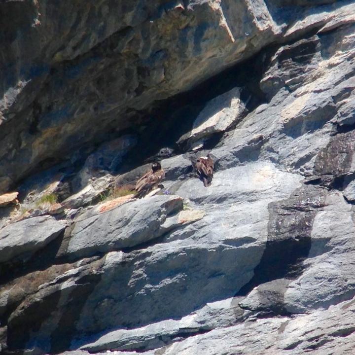 Fredueli (rechts) mit einem wildgeschlüpften Bartgeier auf einem Felsvorsprung