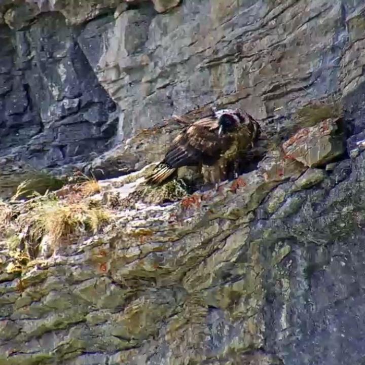 Fredueli sitzt auf einem Felsvorsprung oberhalb der Auswilderungs-Nische (Webcam-Aufnahme)