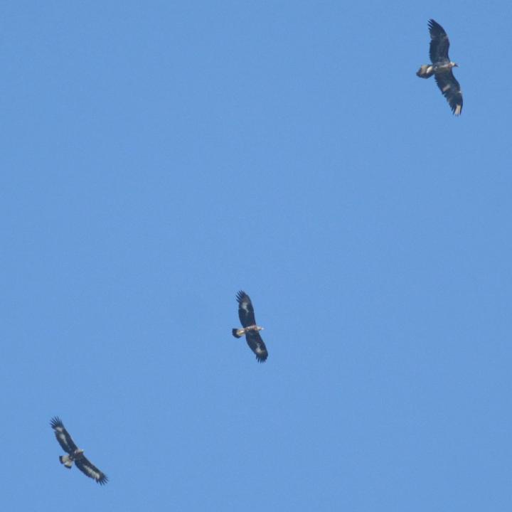 Fredueli (oben rechts) fliegt gemeinsam mit zwei Steinadler
