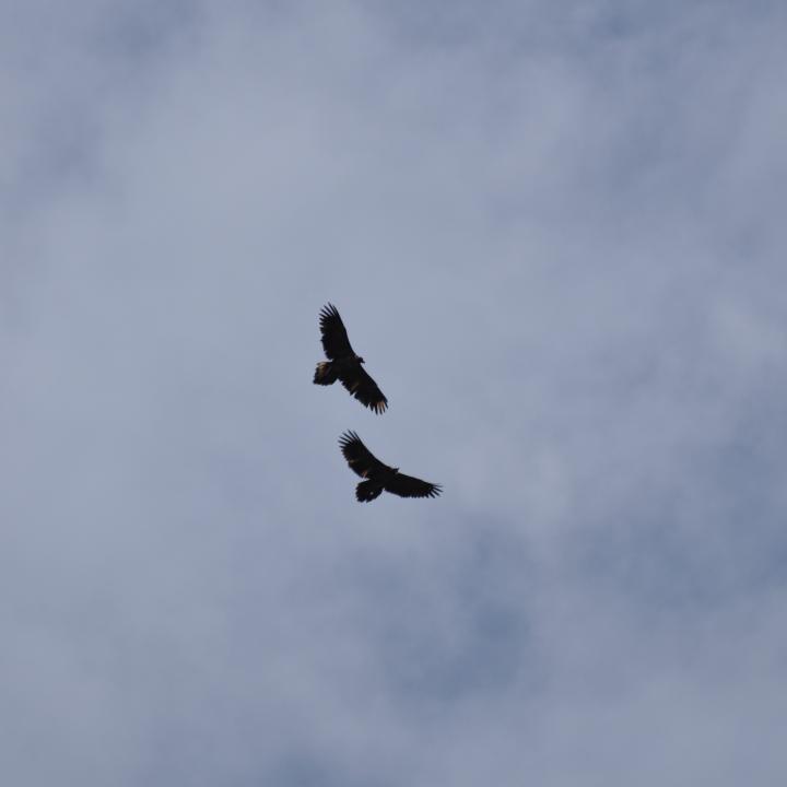 Fredueli (oben) und Finja (unten) fliegen gemeinsam am Himmel