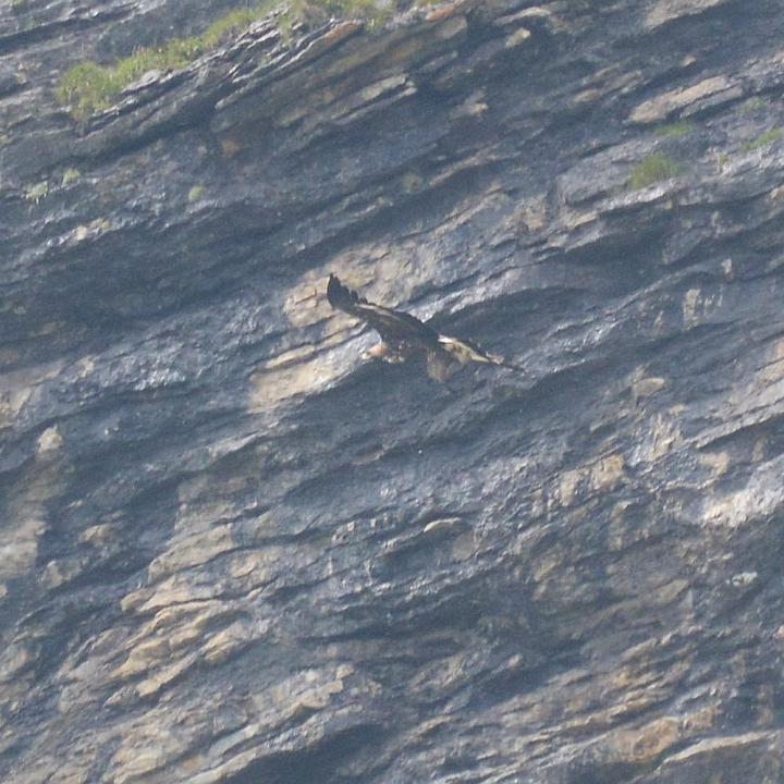 Steinadler fliegt mit dem Murmeltier an einen ruhigeren Ort