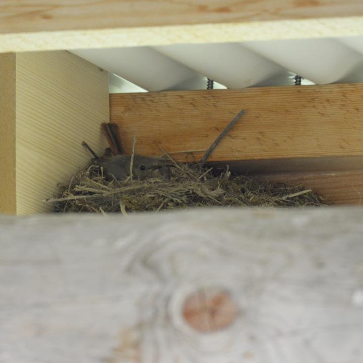 Hausrotschwanz-Weibchen beim Brüten im Nest beim Infostand.