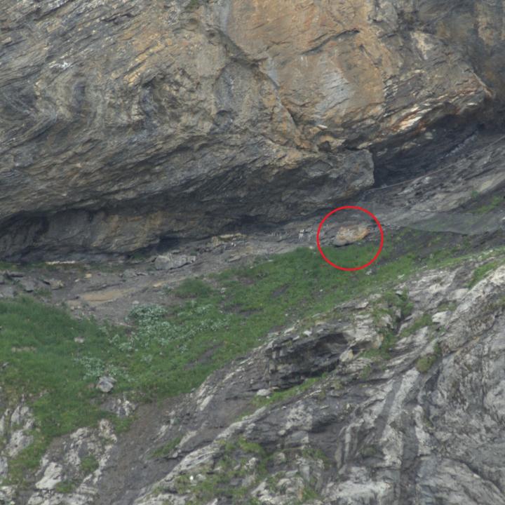 Die Auswilderungsnische am Henglihang. Der Stein ist mit einem roten Kreis markiert. 