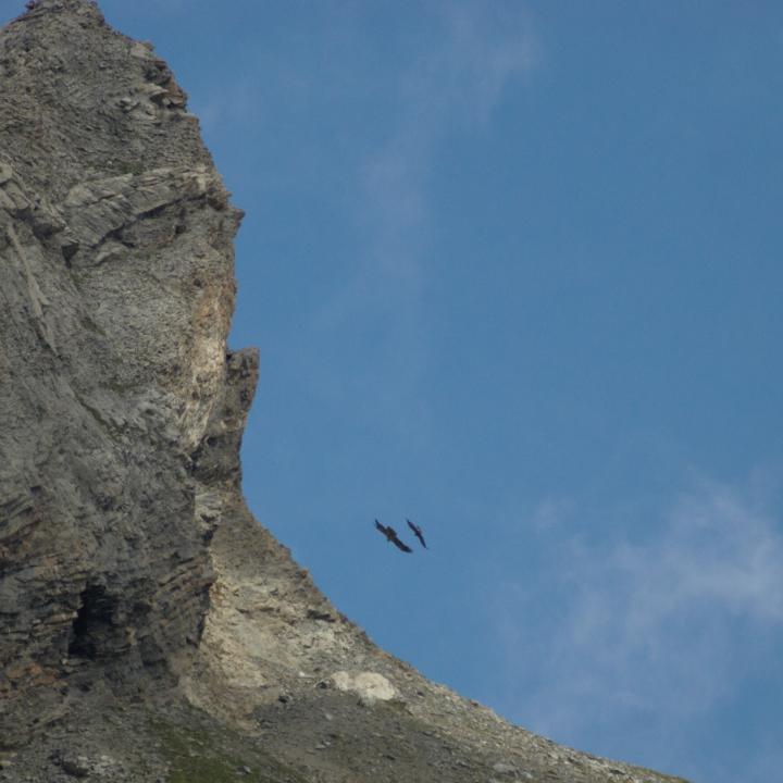 Fredueli (unten) und ein Steinadler (oben) fliegen ums Henglihorn. 