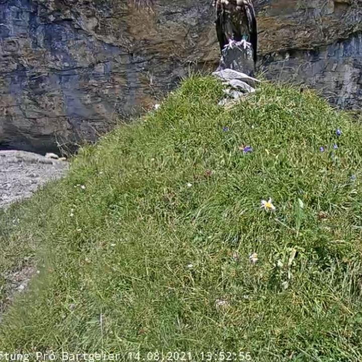 BelArosa sitzt auf einem Stein neben der Webcam – welche leider nur die Füsse zeigen konnte