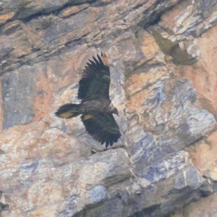 BelArosa hat an beiden Flügeln sowie am Schwanz gebleichte Federn.