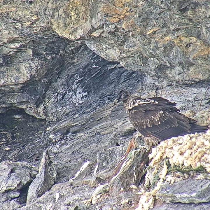 Bartgeier Obwaldera beobachtet von ihrem Nest aus