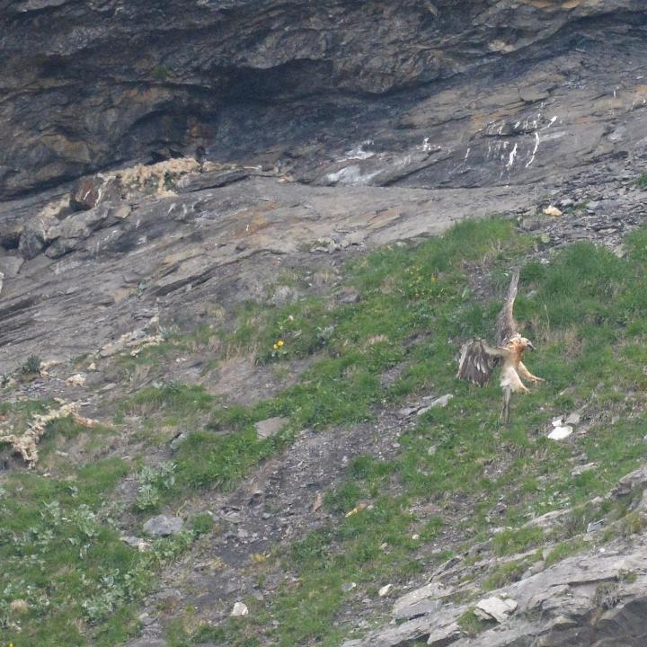 Landung in der Nische. Im Hintergrund, unter dem Felsüberhang ist der Horst, wo Obwaldera liegt