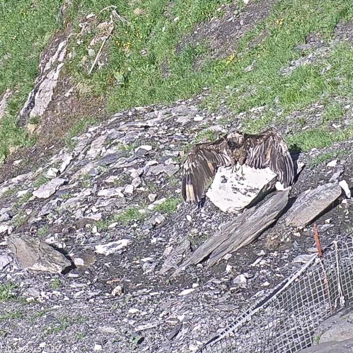 Bartgeier Obwaldera auf einem Stein beim Sonnenbaden