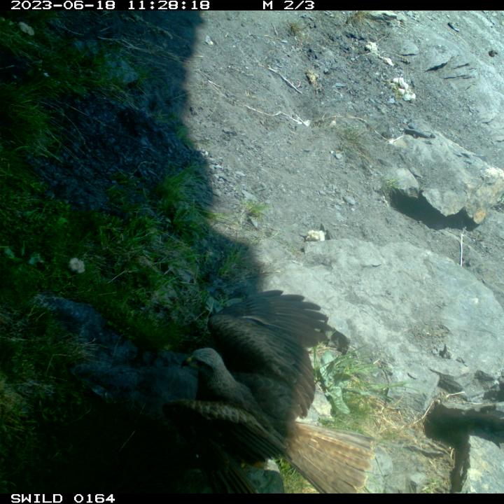 Ein Schwarzmilan landet in der Nähe des frisch ausgelegten Futters