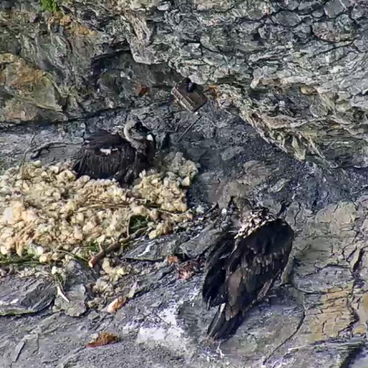 Marco und Obwaldera kurz nach der Auswilderung mit noch wenig schwarzen Federn am Kopf