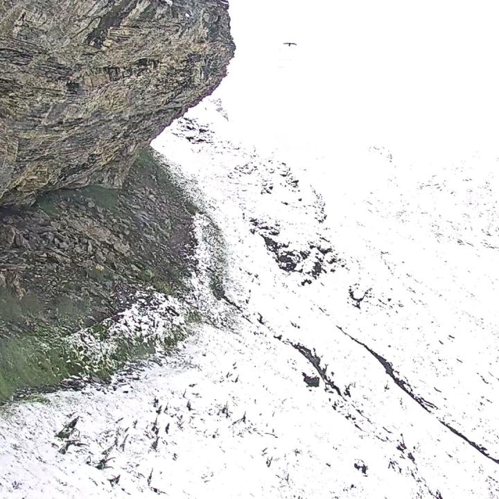 Bartgeier Obwaldera fliegt über dem verschneiten Henglihang