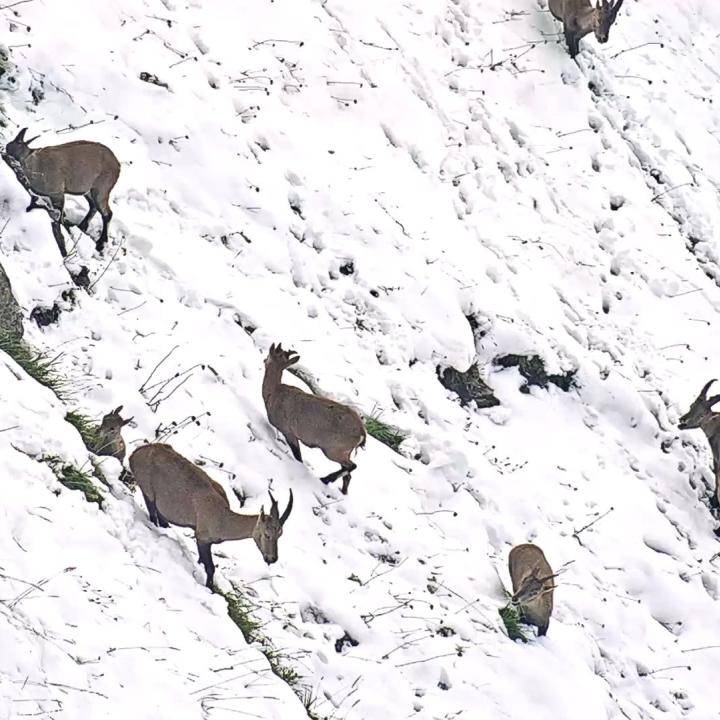 Eine Gruppe Steinwild unterwegs im Schnee