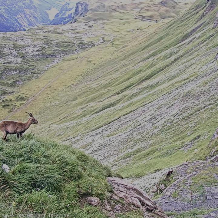 Steingeissen mit Kitz neben der Auswilderungsnische, wo Obwaldera sitzt
