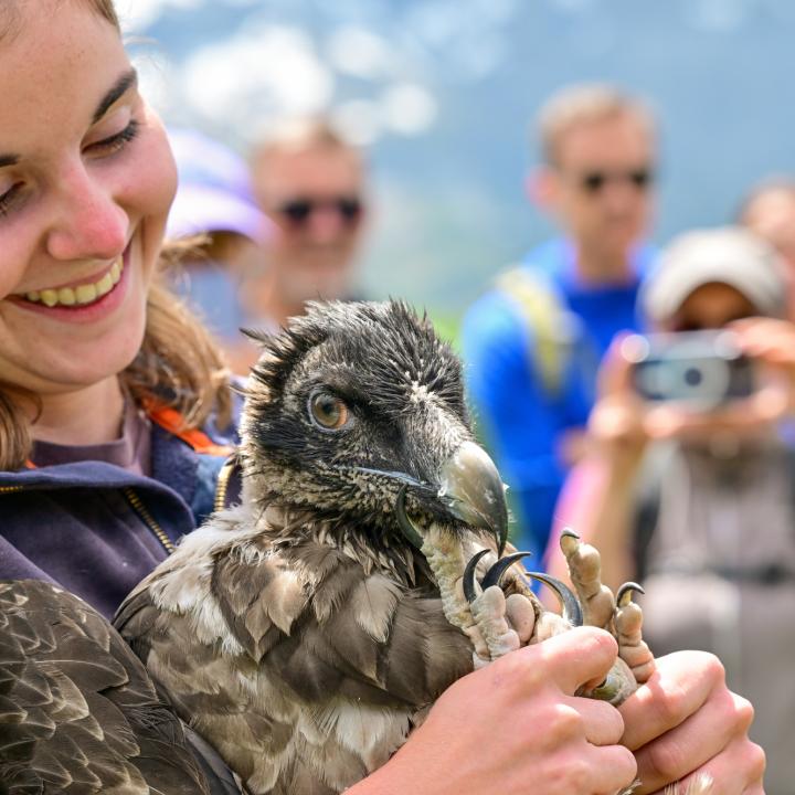 Bartgeier Obwaldera mit der Tierpflegerin des Natur- und Tierparks Goldau (c)weyrichfoto.ch