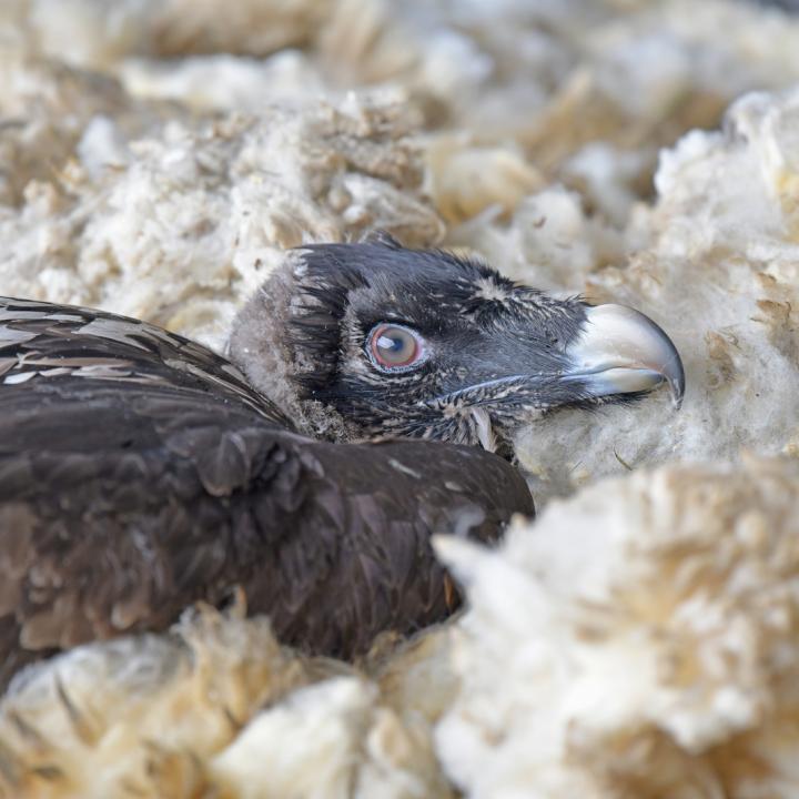 Finja kurz nach der Auswilderung im mit Schafswolle gepolsterten Nest (c) weyrichfoto.ch