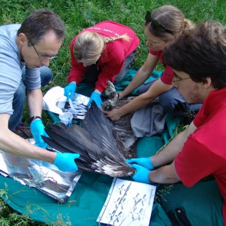 Das Team vom Natur- und Tierpark Goldau hat die beiden Junggeier bereits markiert, damit sie auch nach der Freilassung auf Distanz gut zu erkennen sind.