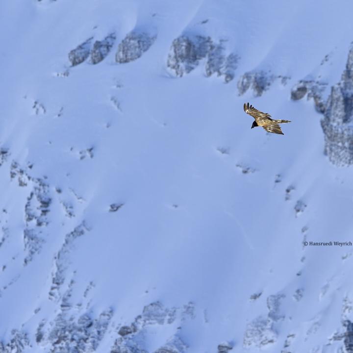 Höhenflug mit Tiefblick: Sempach II segelt in der ruhigen Winterluft. Gemmipass, VS. © Hansruedi Weyrich