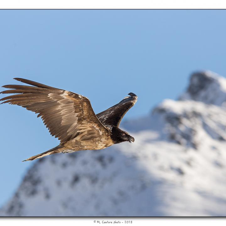 Cierzo fliegt vor den verschneiten Italienischen Alpen © Marco Cantore