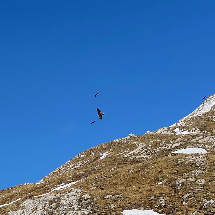 BelArosa fliegt am 27. April 2022 gemeinsam mit Alpendohlen bei Lauenen im Berner Oberland (c) Ernst Brunner