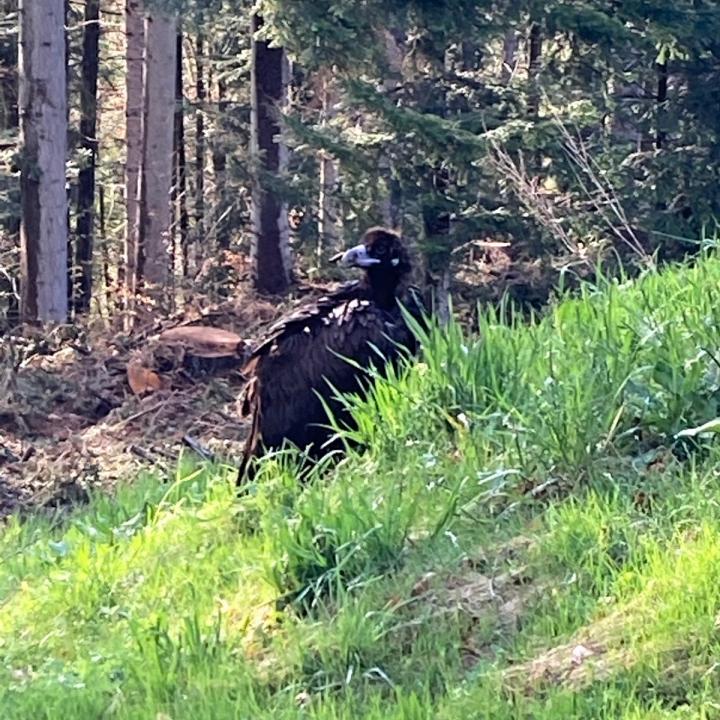 Der Mönchsgeier landete am 7. Mai 2021 erschöpft am Siedlungsrand von Egg, Sattel. Dort wurde er von Wildhüter Raschle eingefangen (Foto: M. Raschle)