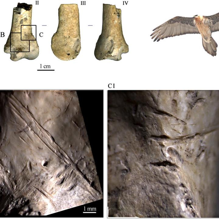 Schnittspuren auf einem Flügelknochen eines Bartgeiers (c) Pereseni et. al. 2011