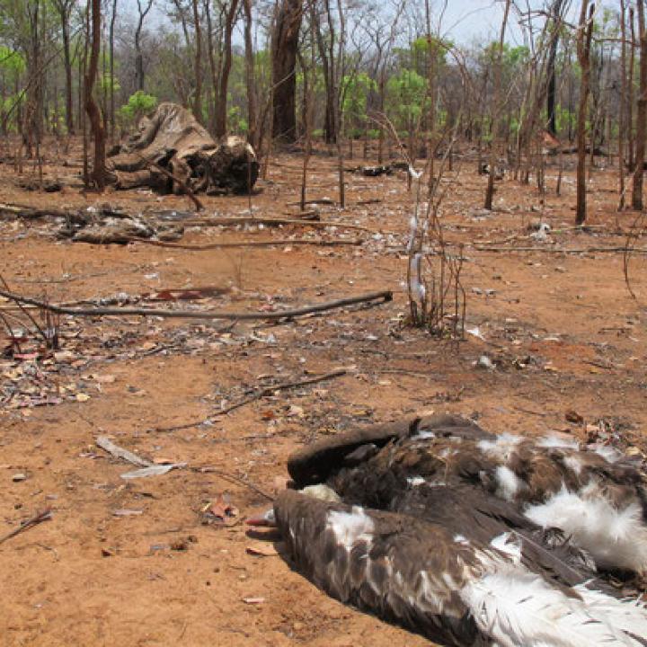 Illegaler Elfenbeinhandel: Eine neue Bedrohung für Afrikas Geier