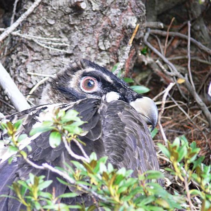 Bartgeierweibchen Temperatio, ausgewildert im Parco Nazionale dello Stelvio, wird hier bald ihre ersten Flugrunden ziehen. 