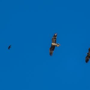 Junggeier Fredueli (Mitte) fliegt gemeinsam mit Finja und einer Alpendohle © Jasmin Forster