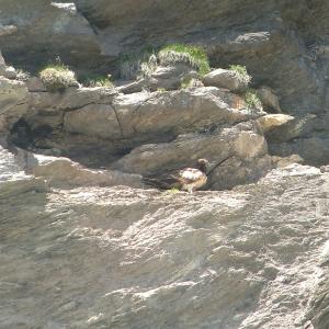Finja sitzt in der Felswand neben der Auswilderungsnische (c) Franziska Lörcher