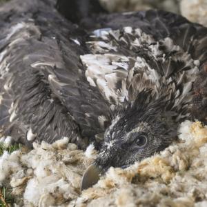 Nach der Ankunft in der Auswilderungsnische haben, konnten sich Fortunat und Luzerna in ihrem mit Schafwolle gepolsterten Nest vom ereignisreichen Tag erholen