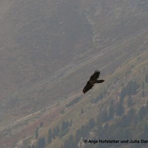 Schils fliegt in der Val Cluozza im Schweizerischen Nationalpark (GR). © Anja Hofstetter und Julia Dammann