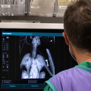 Das Röntgenbild wird genau studiert um die Verletzungen schnell behandeln zu können