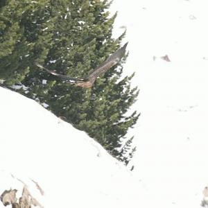 Schnappschuss: Samuel - gut getarnt vor den Bäumen - fliegt dem Fotografen davon. © Christian Scheiber 